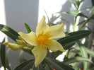 Maria Gambetta