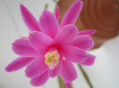 Aporocactus flageliformis6-27.09.2012