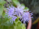 Ageratum houstonianum (2012, Sep.25)