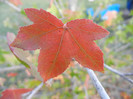Liquidambar styraciflua (2012, Sep.22)