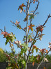 Liquidambar styraciflua (2012, Sep.24)