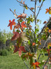 Liquidambar styraciflua (2012, Sep.24)