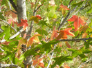 Liquidambar styraciflua (2012, Sep.24)