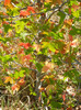 Liquidambar styraciflua (2012, Sep.24)