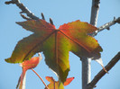 Liquidambar styraciflua (2012, Sep.24)