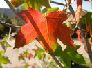 Liquidambar styraciflua (2012, Sep.24)