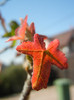 Liquidambar styraciflua (2012, Sep.24)