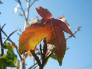 Liquidambar styraciflua (2012, Sep.24)