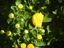 Yellow Chrysanthemum (2012, Sep.24)