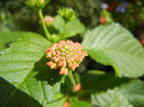 Lantana_Big Sage (2012, Sep.24)