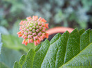 Lantana camara (2012, Sep.25)