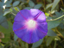 Morning Glory_Ipomoea (2012, Sep.24)