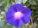 Morning Glory_Ipomoea (2012, Sep.25)