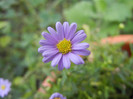 Swan River Daisy (2012, September 16)
