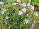 Swan River Daisy (2012, September 16)