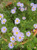 Swan River Daisy (2012, September 19)