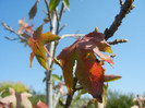 Liquidambar in Autumn (2012, Sep.24)