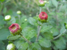 Chrysanthemum (2012, Sep.25)