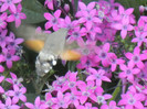 Hummingbird Hawk-Moth (2012, Sep.05)