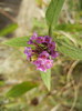 Buddleja Border Beauty (2012, Sep.07)