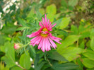 Aster novae-angliae "Alma Potscheke"