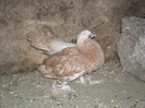 SAM_3047
