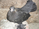 SAM_3045
