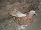 SAM_3046