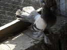 SAM_3074