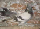SAM_3076