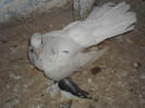 SAM_3093