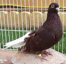 mas 2011