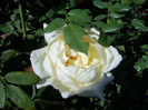 Lions rose