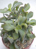 crassula arborescens