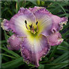 hemerocallis