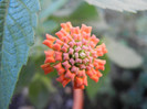 Lantana camara (2012, Sep.26)