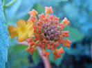 Lantana camara (2012, Sep.28)