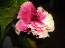 Hibiscus Stating Ovation