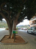 ficus