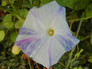 Ipomoea Flying Saucers (2012, Sep.26)