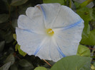 Ipomoea Flying Saucers (2012, Sep.28)