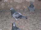 CIMG9039