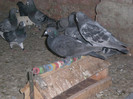 CIMG9040
