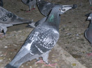 CIMG9041