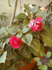 9 sept 2012-impatiens rosu batut