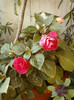 9 sept 2012-impatiens rosu batut