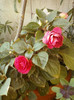 9 sept 2012-impatiens rosu batut