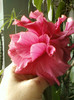 9 sept 2012-hibi ciclam batut