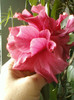 9 sept 2012-hibi ciclam batut
