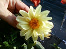 28 sept 2012-flori 005